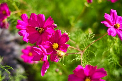 Jardin des plantes [Paris] Aug 2021 #26