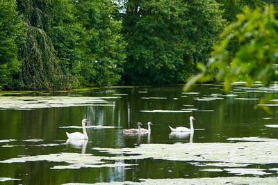 Photo from gallery Mute Swan Family 2 [Aug 2021] taken on 2021-08-05 16:22:02 at Yvelines by DrJLT