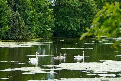 Mute Swan Family 2 [Aug 2021] #3