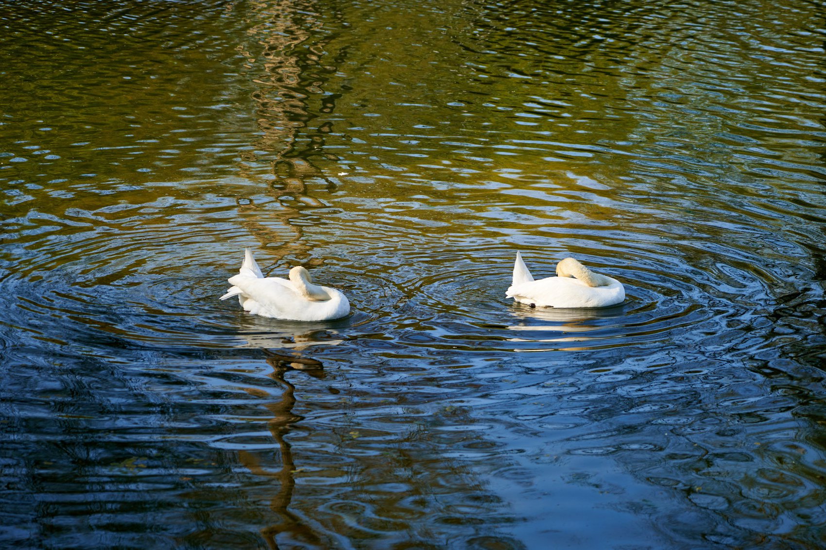 Hero Image for Nature - April 2021 [Swan Mating & Incubation]