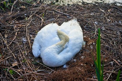 Mute Swan Family 1 [May 2021] #3