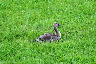 Canada Geese Family Part 2 [June 2021] #15