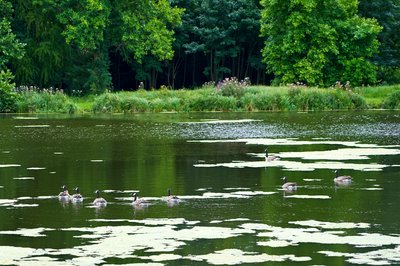 Canada Geese Aug 2021 #18