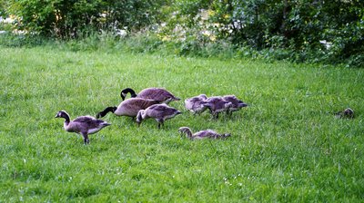Canada Geese Family Part 2 [June 2021] #17
