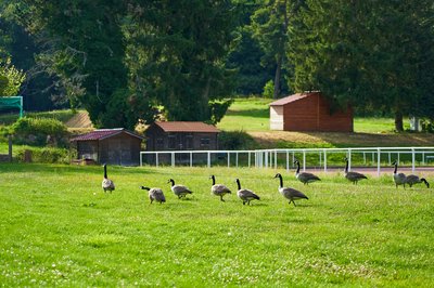Photo from gallery Canada Geese Aug 2021 taken on 2021-08-20 17:59:30 at Yvelines by DrJLT