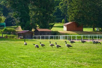 Canada Geese Aug 2021 #30