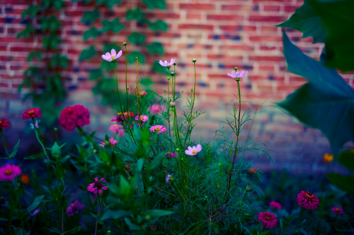 Hero Image for My Plants 2025 summer
