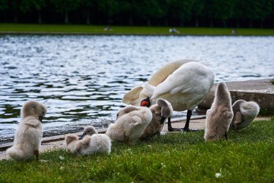 Photo from gallery Swans (New-Born Cygnets) @ Versailles, Spring 201905 taken on 2019:05:24 17:03:06 at Versailles by DrJLT