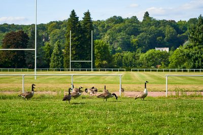 Photo from gallery Canada Geese Aug 2021 taken on 2021-08-20 17:57:55 at Yvelines by DrJLT