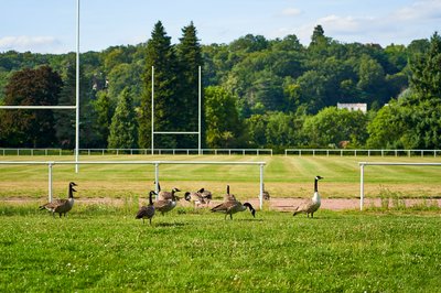 Canada Geese Aug 2021 #29