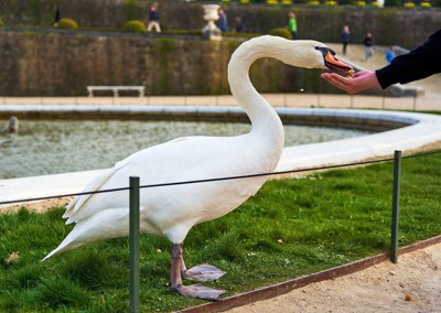 Photo from gallery Versailles (Swans, Chateau, Park) Spring 201903 taken on 2019:03:28 16:27:45 at Versailles by DrJLT